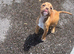 English Bulldog x American Staff
