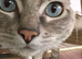Ragdoll