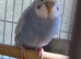 Gorgeous Baby Budgies.