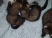 EU polecat kits