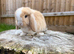 Mini lop Harlequin doe
