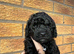 Beautiful Toy Cockapoo Puppies from Extensively DNA & Health Tested Parents