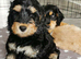 Cockapoo (2 girls, 1 boy)