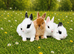 Pure Netherland dwarf babies LAST FEW LEFT