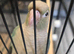 HAND-REARED super tame GREEN-CHEEK CONURES – BEAUTIFUL MUTATIONS