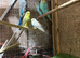 Budgies forsale