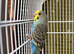 Baby Budgies.