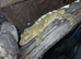 Crested gecko, collection only