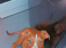 Beautiful 6 month old staff cross