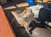 We Provide Safe New Homes for Pets