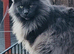 Beautiful full bread Maine coon kittens 7