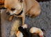 Beautiful kc pedigree puppies