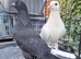 Pair of young beautiful pigeon