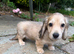Gorgeous shaded cream boy, 1 remaining