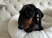 Gorgeous Girl Dachshund