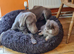 Weimaraner KC Registered 1 Yr Girl.