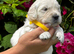 ️ kc golden retrievers health tested ️