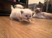 3 kittens 5 weeks old