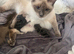 Ragdoll cross Norwegian