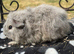 Texel girl guniea pigs
