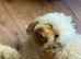 Toy poodle
