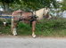 Welsh section a gelding