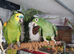 Large mealy amazon 12 year old tame