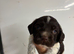 2 Sprocker spaniel Puppies