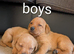 Kc registered Labrador puppy's