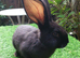 PURE BRED Continental Giant kits - Vaccinated - RESERVE