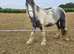 Maxi cob heavyweight gelding