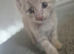 3/4 maine coon kittens