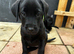 KC Registered Black Lab pups