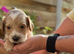 Beautiful F2 cockapoo puppies