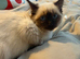 ragdol kitten for sale 15 weeks old toilet trained