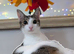 5month kitten