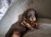 Long haired miniature dachshund puppies