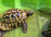Trio of hermann tortoises with outdoor enclosure