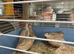 Jumbo quail Italian