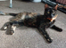 Beautifull Willow looking for a loving home.