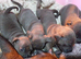 3 Beautiful blue staffie puppies for sale x1boy x2 girls