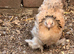 Pekin bantams for sale