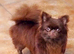 Chihuahua puppies