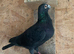 Black cock racer racing pigeon