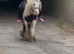 For sale henny 6yo cob mare
