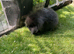 Seal point and sable mini lion lop baby rabbits