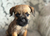 Stunning Border Terrier Puppies