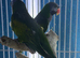 Darbiyn parrot Glasgow