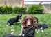 Sprollie Pups 1 Boy left