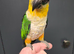 Beautiful Handreared Galah, Caique & Parrotlets!!!